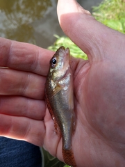 Gymnocephalus cernua