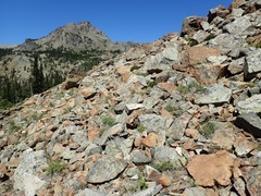 Polystichum lemmonii