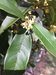 Osmanthus