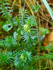 Erica carnea