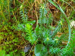 Erica carnea
