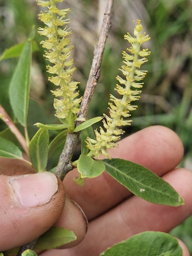 Image of Salix amygdaloides by (c) Chris Poling, some rights reserved (CC BY)