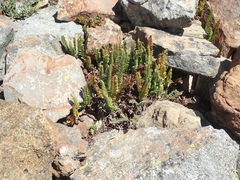Polystichum lemmonii