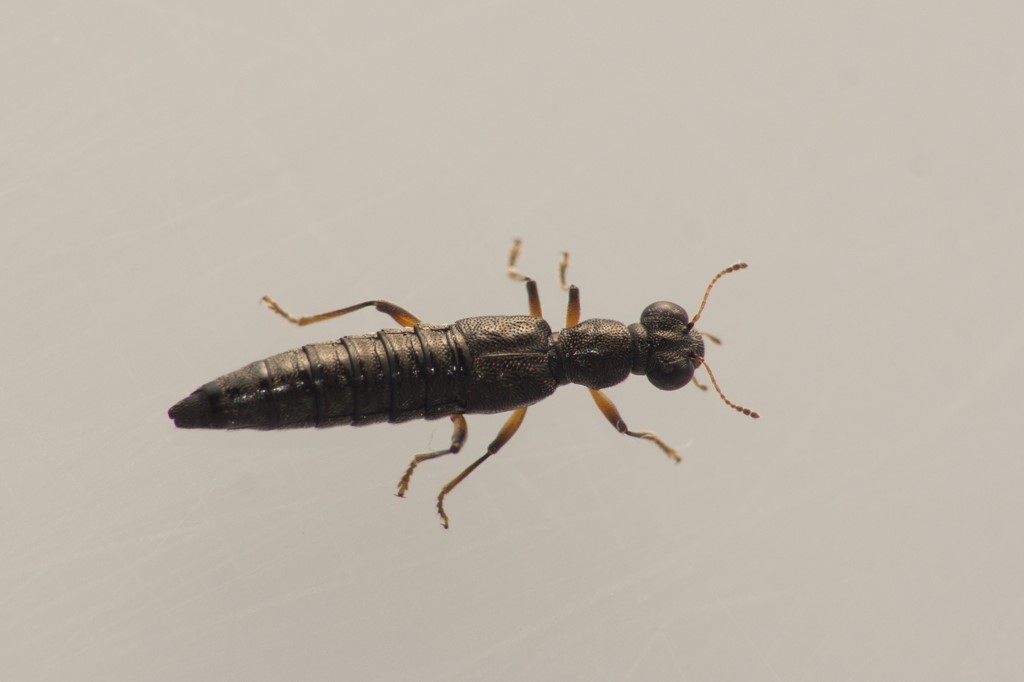Stenus nitidiusculus