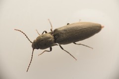 Agriotes pilosellus