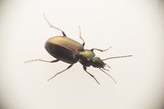 Agonum muelleri