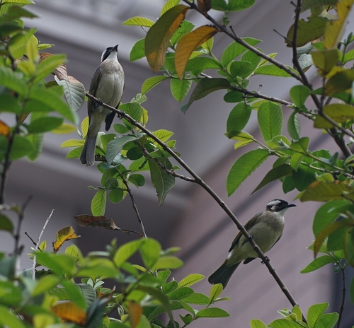 Light-vented Bulbul