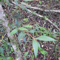 Trichocladus ellipticus, photograph (c) Henry de Lange, some rights reserved (CC BY)