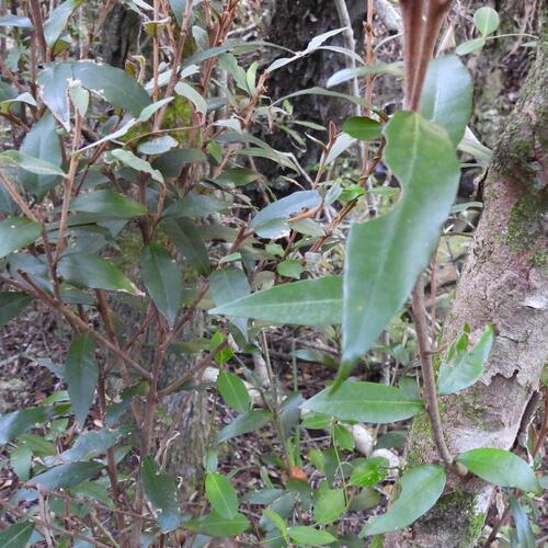 Trichocladus ellipticus, photograph 4
