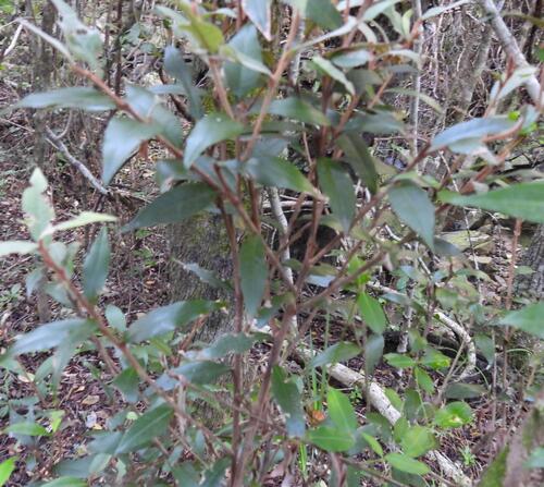 Trichocladus ellipticus, photograph 5