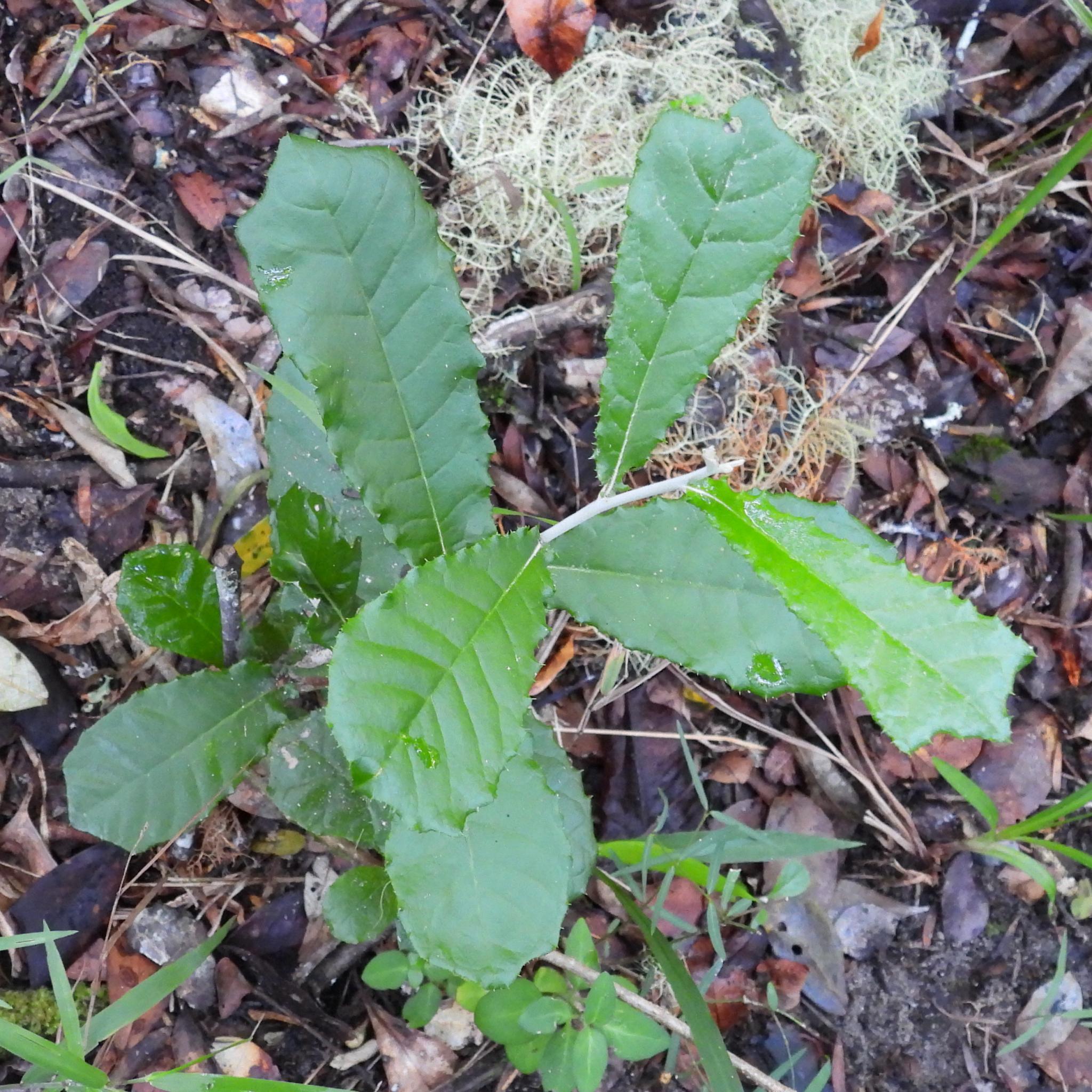Bitter-Leaf (Brachylaena elliptica)