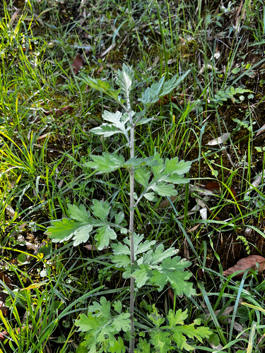 Artemisia argyi iNat (2)