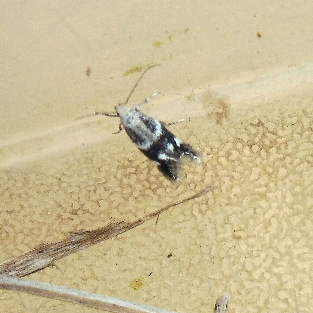 Broken-barred Dwarf