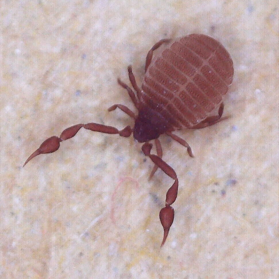 Book Scorpion