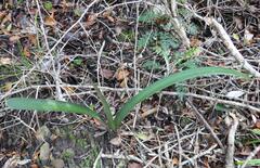 Clivia nobilis, photograph (c) Henry de Lange, some rights reserved (CC BY)