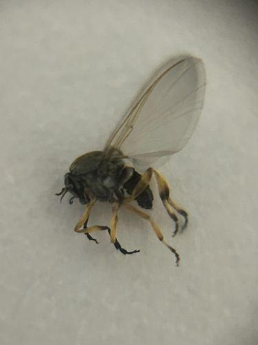 Simulium bidentatum