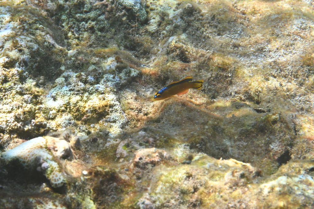 Black-banded dottyback (Pseudochromis tapeinosoma) — Pseudochromidae
