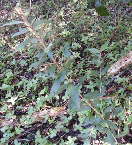 Trichocladus ellipticus, photograph 3