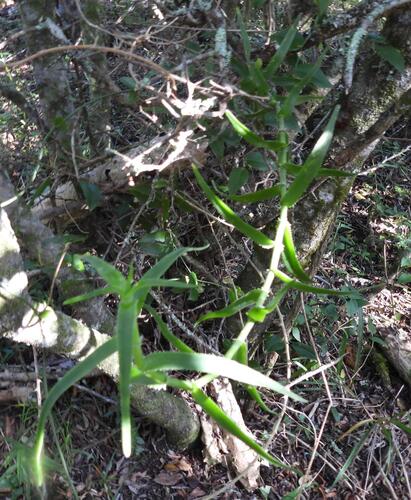 Aloiampelos ciliaris