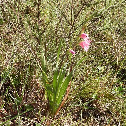 Gladiolus ochroleucus, photograph 4