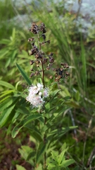 Spiraea alba alba
