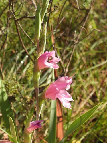 Gladiolus ochroleucus, photograph 5