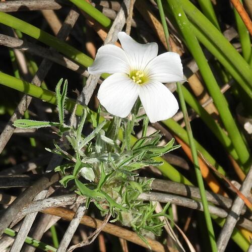 Oxalis bifurca (Oxalis bifurca)