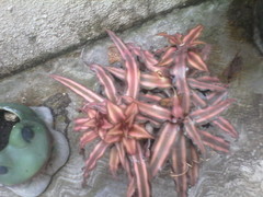 Cryptanthus