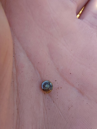 Zonitoides excavatus observed 2025-03-06