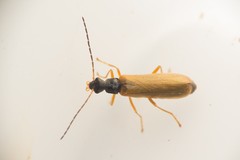 Rhagonycha lignosa