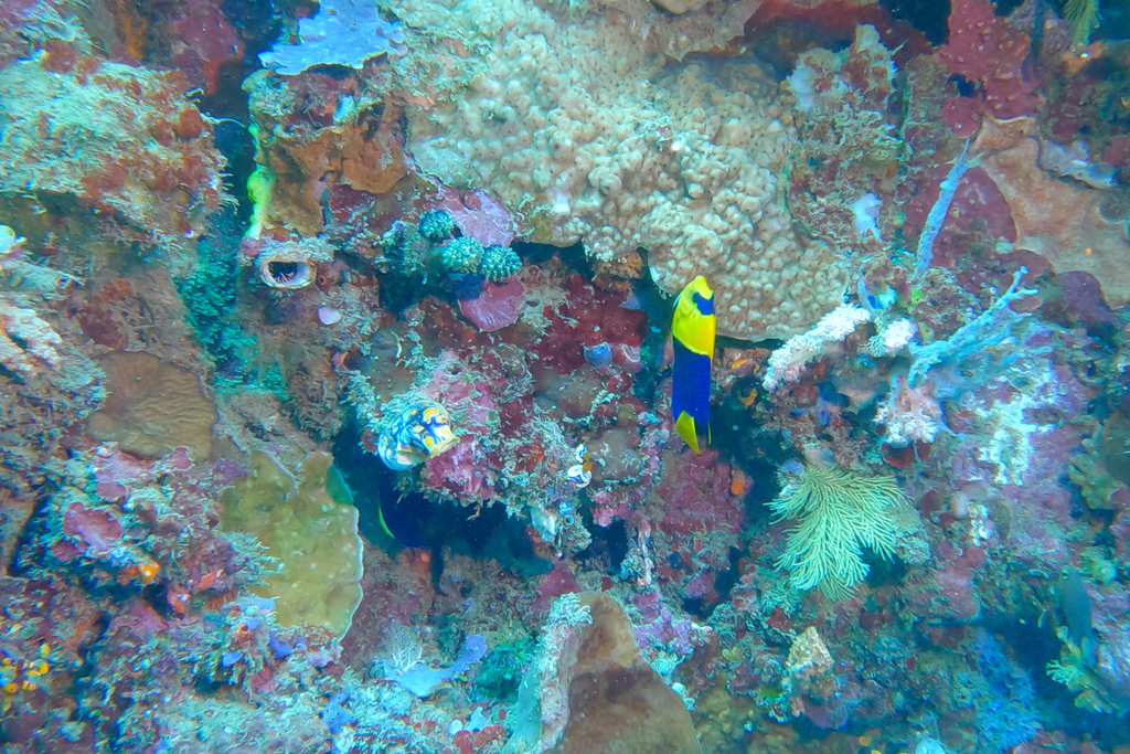 Bicolor angelfish