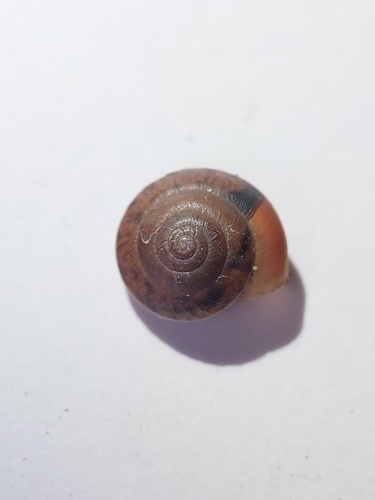 Girdled Snail, Oost, Utrecht, Nederland, photo 5 of 10