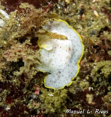 Prostheceraeus moseleyi