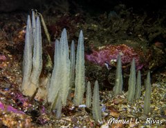 Ciocalypta penicillus