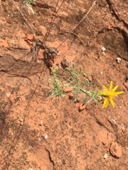 Heterotheca scabrifolia