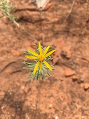 Heterotheca scabrifolia