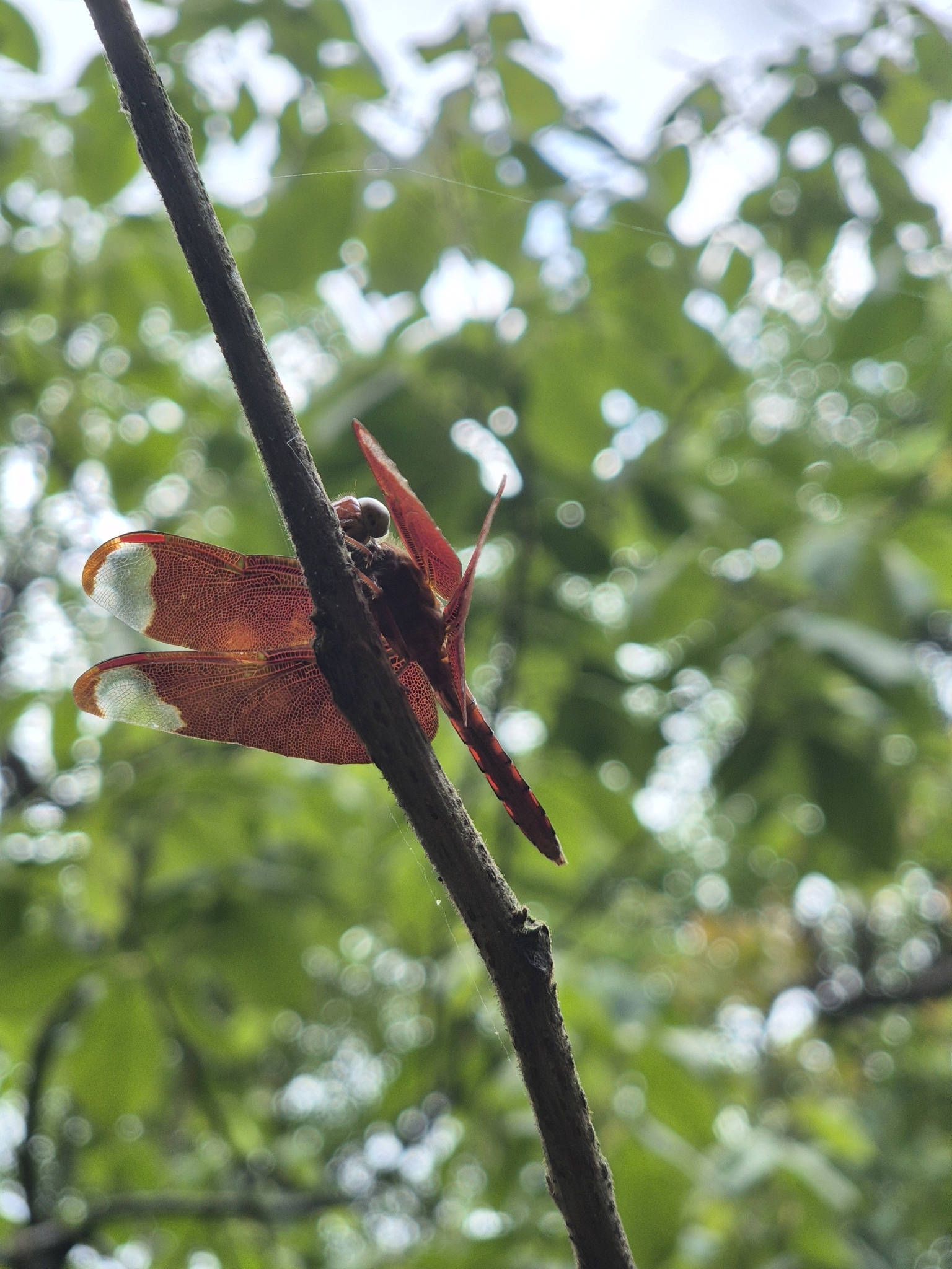 Fulvous Forest Skimmer