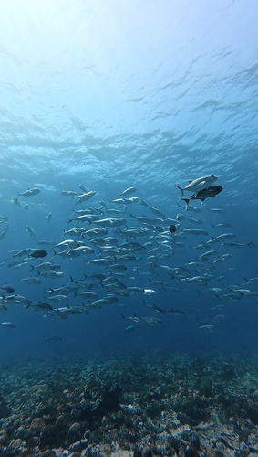 Bigeye Trevally — seen at this dive site