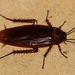 Cucarachas Gigantes - Photo (c) Martin Grimm, algunos derechos reservados (CC BY-NC-SA)