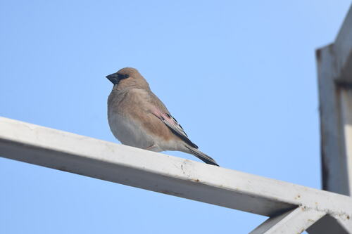 Camachuelo desertícola (Rhodospiza obsoleta)