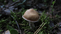 Agaricales