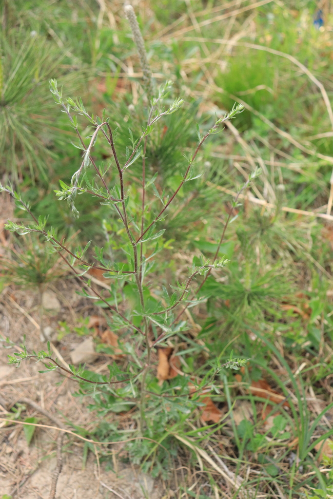 Artemisia eriopoda