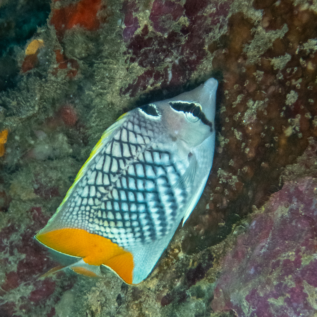 Cross-hatch Butterflyfish