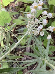 Anaphalis margaritacea