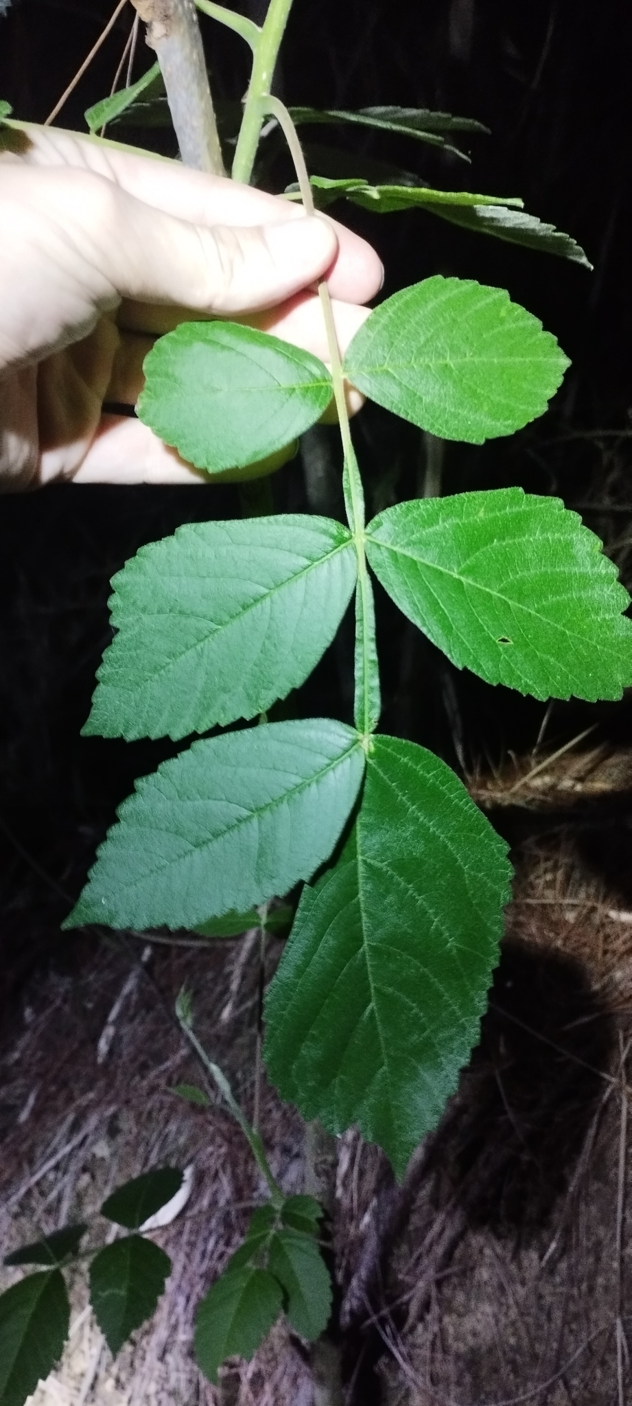 Rhus chinensis (Rhus chinensis)