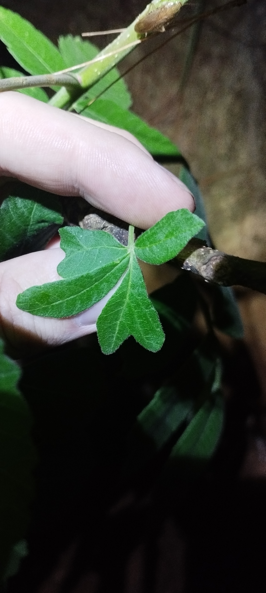 Rhus chinensis — ảnh 2