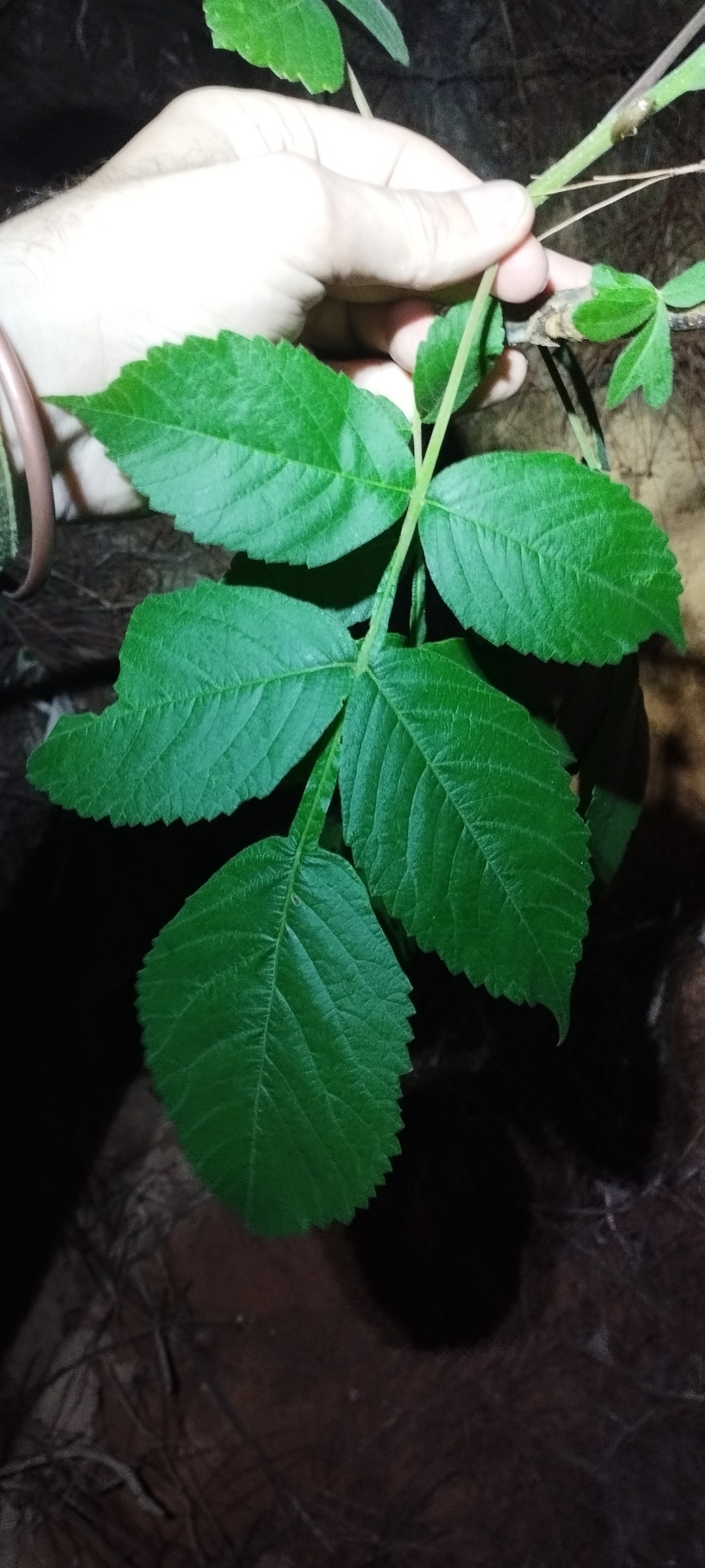Rhus chinensis — ảnh 3