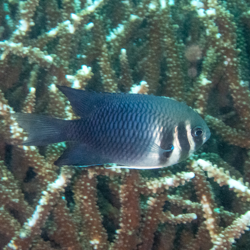 Bar-cheek damsel (Neoglyphidodon thoracotaeniatus) — Pomacentridae — 5