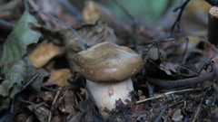 Paxillus involutus