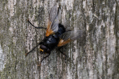 Noon Fly, De Weere, Netherlands, photo 7 of 10